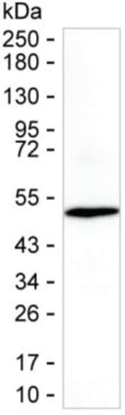 RFPL2 Monoclonal Antibody (K06336_6A2), Invitrogen™
