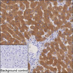 Golgi protein 58k Monoclonal Antibody (K92024_4F3), Invitrogen&trade;