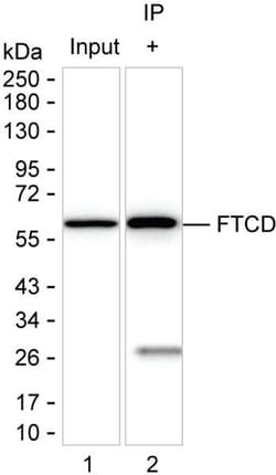 Golgi protein 58k Monoclonal Antibody (K92024_4F3), Invitrogen&trade;