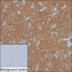 Invitrogen SV2A Monoclonal Antibody (K70011_14F1), Invitrogen 200 &mu;L;