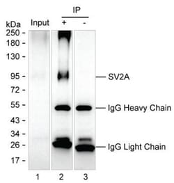 Invitrogen SV2A Monoclonal Antibody (K70011_14F1), Invitrogen 200 &mu;L;