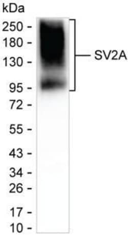 Invitrogen SV2A Monoclonal Antibody (K70011_14F1), Invitrogen 200 &mu;L;