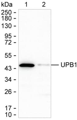 Invitrogen UPB1 Monoclonal Antibody (K8U005_15E11), Invitrogen 200 &mu;L;