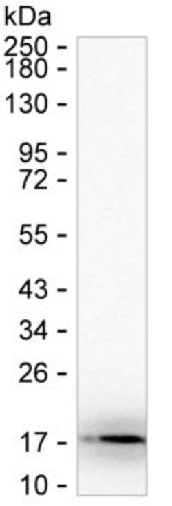 MIP-1 delta Monoclonal Antibody (K70043_3C5), Invitrogen™