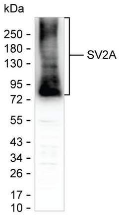 SV2A Monoclonal Antibody (K70011_6B6), Invitrogen&trade;