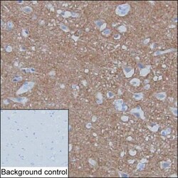 Synaptotagmin 1 Monoclonal Antibody (K1E005_2F9), Invitrogen&trade;