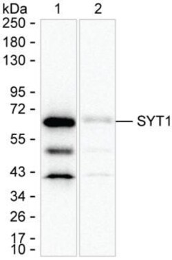Synaptotagmin 1 Monoclonal Antibody (K1E005_2F9), Invitrogen&trade;