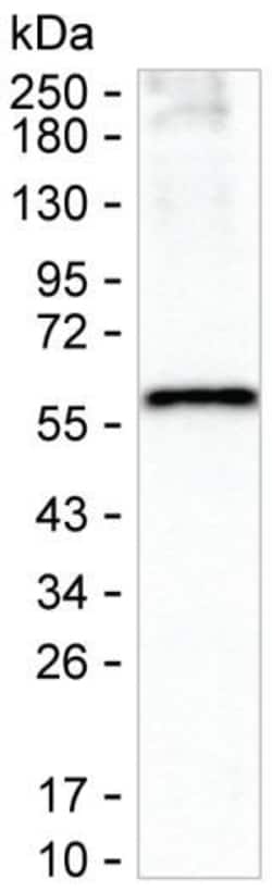 VGAT Monoclonal Antibody (K40032_6A4), Invitrogen&trade;