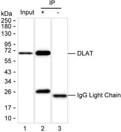 Invitrogen DLAT Monoclonal Antibody (K29029_2E2), Invitrogen 50 &mu;L;