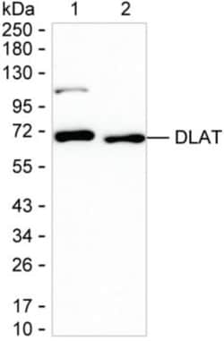 Invitrogen DLAT Monoclonal Antibody (K29029_2E2), Invitrogen 50 &mu;L;