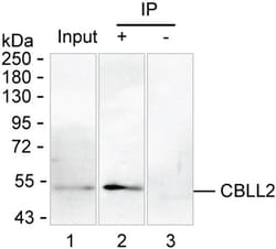 Invitrogen ZNF645 Monoclonal Antibody (K92039_7G8), Invitrogen 200 &mu;L;