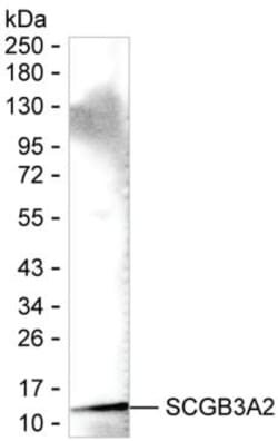 Invitrogen UGRP1 Monoclonal Antibody (K49035_3H11), Invitrogen 50 &mu;L | Buy Online | Invitrogen&trade; | Fisher Scientific