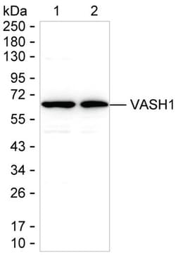 Invitrogen VASH1 Monoclonal Antibody (K24034_2G6), Invitrogen 50 &mu;L;
