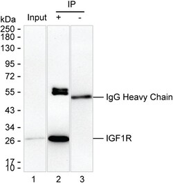 DPCD Monoclonal Antibody (K1E042_4B5), Invitrogen&trade;
