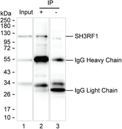 Invitrogen SH3RF1 Monoclonal Antibody (K1E030_5E8), Invitrogen 50 &mu;L;