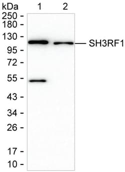 Invitrogen SH3RF1 Monoclonal Antibody (K1E030_5E8), Invitrogen 50 &mu;L;