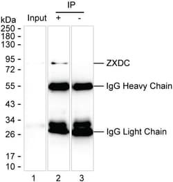 Invitrogen ZXDC Monoclonal Antibody (K16280_15D3), Invitrogen 50 &mu;L;