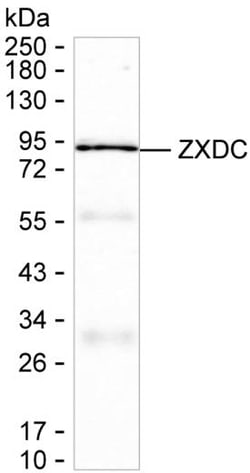 Invitrogen ZXDC Monoclonal Antibody (K16280_15D3), Invitrogen 50 &mu;L;