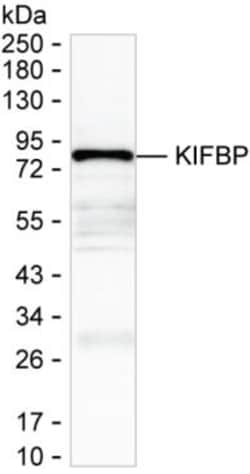 Invitrogen KBP Monoclonal Antibody (K06355_16B10), Invitrogen:Antibodies:Primary