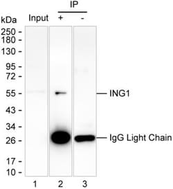 ING1 Monoclonal Antibody (K06325_6F4), Invitrogen&trade;