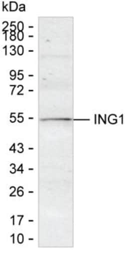 ING1 Monoclonal Antibody (K06325_6F4), Invitrogen™