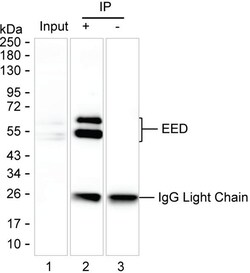 Invitrogen EED Monoclonal Antibody (K06320_10A3), Invitrogen 50 &mu;L;