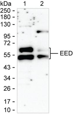 Invitrogen EED Monoclonal Antibody (K06320_10A3), Invitrogen 50 &mu;L;
