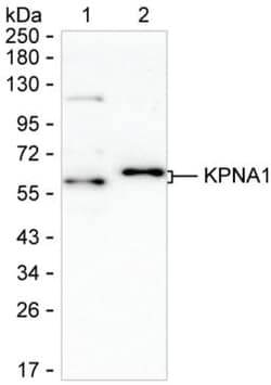 Invitrogen KPNA1 Monoclonal Antibody (K94035_3A10), Invitrogen 200 &mu;L;