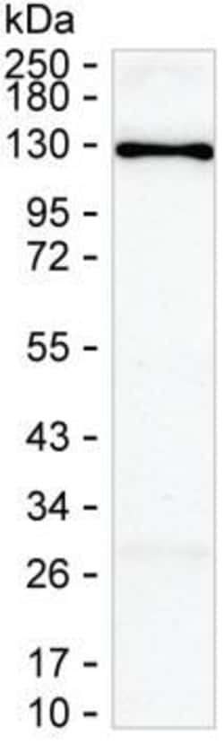 DGKZ Monoclonal Antibody (K49027_8F3), Invitrogen™