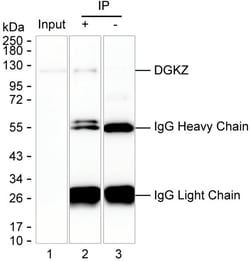 Invitrogen DGKZ Monoclonal Antibody (K49027_6B9), Invitrogen:Antibodies:Primary