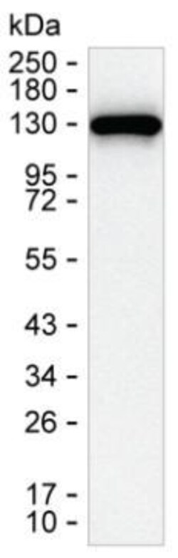 DGKZ Monoclonal Antibody (K49027_6B9), Invitrogen&trade;