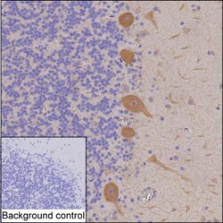 Invitrogen DGKZ Monoclonal Antibody (K49027_10E9), Invitrogen 200 &mu;L;