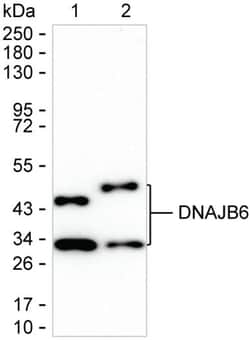 Invitrogen DNAJB6 Monoclonal Antibody (K24018_5D5), Invitrogen 50 &mu;L;