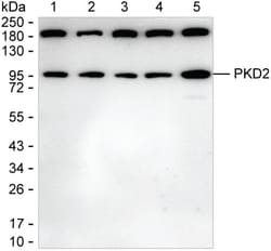 PKD2 Monoclonal Antibody (K49022_2E5), Invitrogen™
