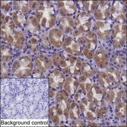 CHCHD6 Monoclonal Antibody (K56003_20B7), Invitrogen&trade;