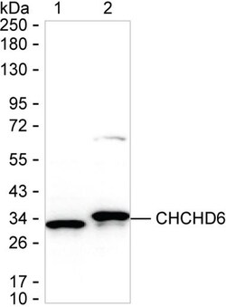 CHCHD6 Monoclonal Antibody (K56003_20B7), Invitrogen™