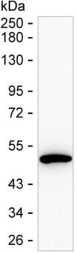 Invitrogen KYNU Monoclonal Antibody (KAA446_19F4), Invitrogen:Antibodies:Primary