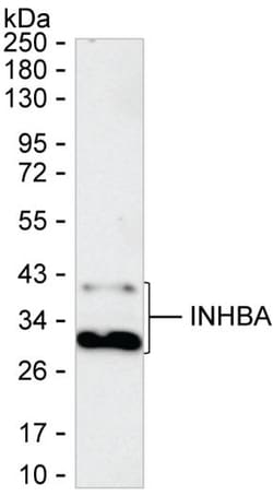 Activin A Monoclonal Antibody (KAA378_7F6), Invitrogen&trade;