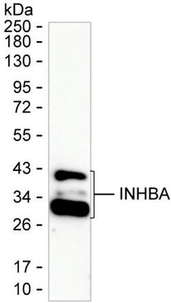 Activin A Monoclonal Antibody (KAA378_4H12), Invitrogen&trade;