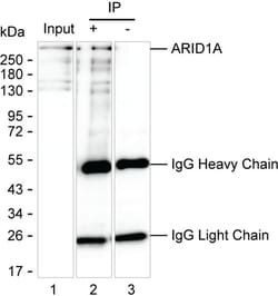 ARID1A Monoclonal Antibody (KAA140_16E7), Invitrogen&trade;