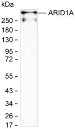 ARID1A Monoclonal Antibody (KAA140_16E7), Invitrogen™