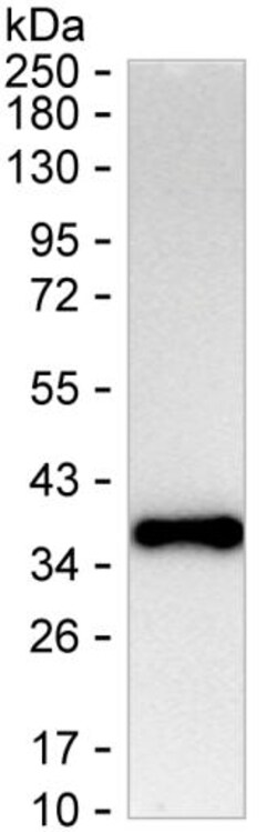 Invitrogen&trade;&nbsp;FGFBP1 Monoclonal Antibody (KAA123_14A4), Invitrogen&trade;