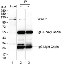 Invitrogen AIP2 Monoclonal Antibody (K9N015_19D11), Invitrogen 200 &mu;L;
