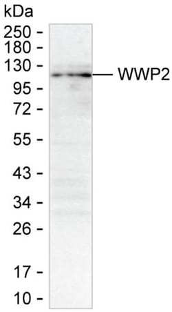 Invitrogen AIP2 Monoclonal Antibody (K9N015_19D11), Invitrogen 200 &mu;L;