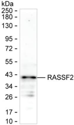 RASSF2 Monoclonal Antibody (K94034_20H8), Invitrogen&trade;