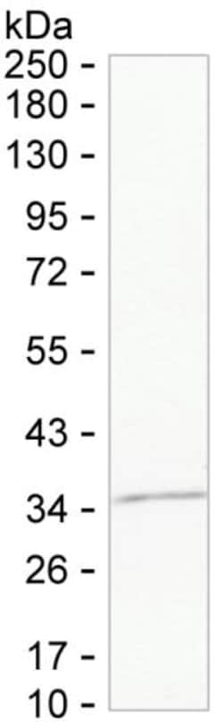 Invitrogen Annexin A10 Monoclonal Antibody (K94033_12H4), Invitrogen 200