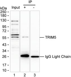 Invitrogen TRIM5 alpha Monoclonal Antibody (K94032_3D8), Invitrogen:Antibodies:Primary