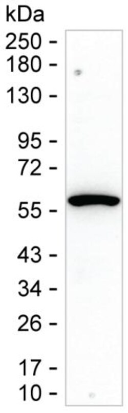 Invitrogen TRIM5 alpha Monoclonal Antibody (K94032_3D8), Invitrogen:Antibodies:Primary