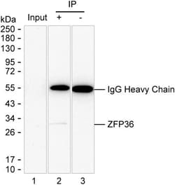 Invitrogen ZFP36 Monoclonal Antibody (K94030_2F8), Invitrogen:Antibodies:Primary