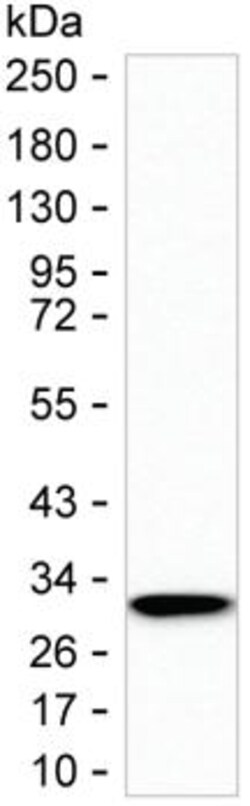 Invitrogen ZFP36 Monoclonal Antibody (K94030_2F8), Invitrogen:Antibodies:Primary